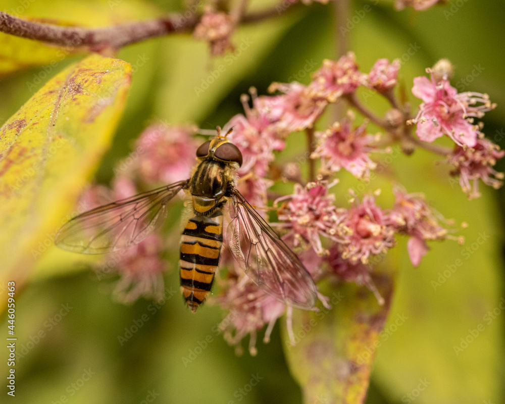 bee on a flower bee on a flower