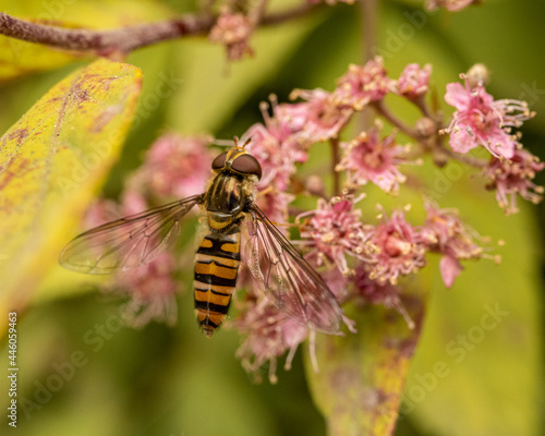 bee on a flower © Adam