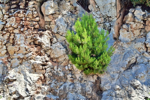 Young bright green mediterranean pine tree growing on a sheer cliff