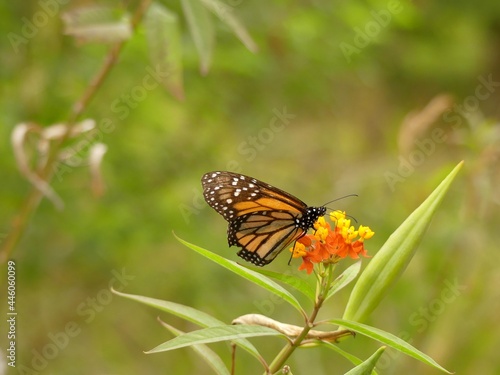 papillon sur une fleur