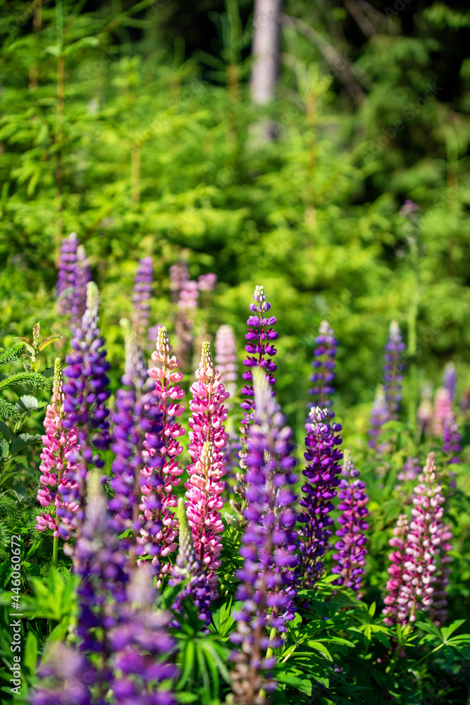 Obraz premium Colorful flowers in forest in mountains