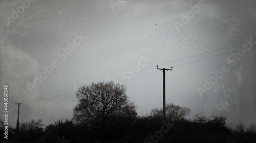 Canvas Print Telegraph poles going into the distance on a bleak, moody winters day in the English countryside, With a flock of birds above