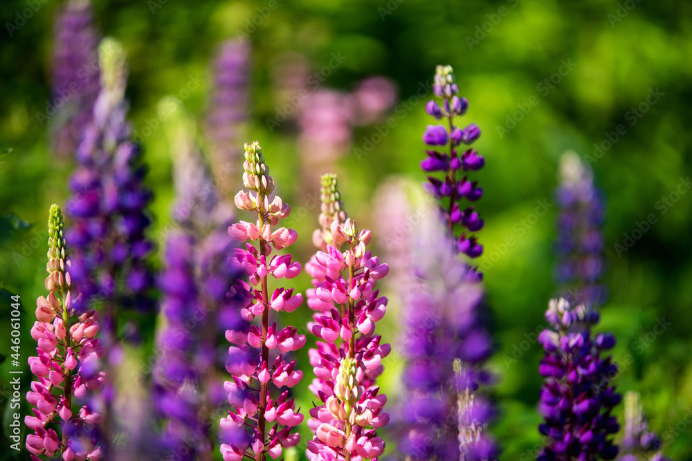 Obraz premium Colorful flowers in forest in mountains