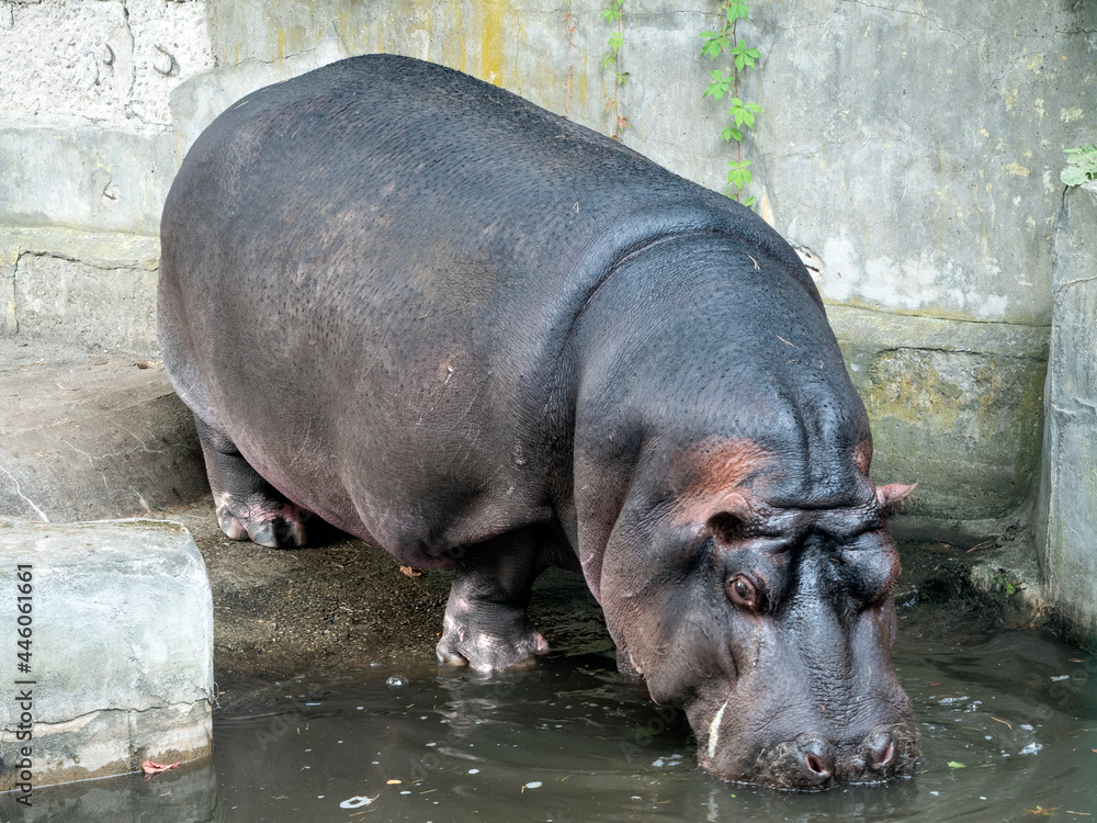 The hippopotamus goes into the water in a concrete pool The hippopotamus goes into the water in a concrete pool