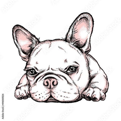 Cute french bulldog sketch. Vector illustration in hand-drawn style	