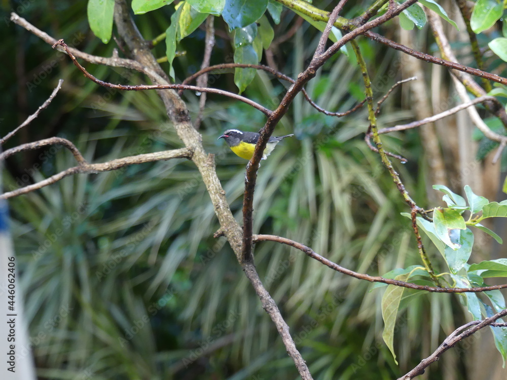 Sucrier jaune dans les branches