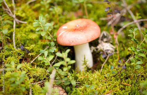 Принти на полотні nature, environment and picking season concept - russule mushroom growing in aut