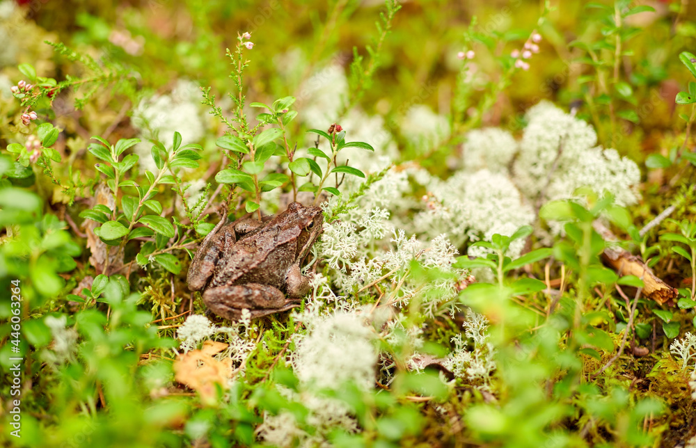 nature, environment and wild animals concept - frog in autumn forest