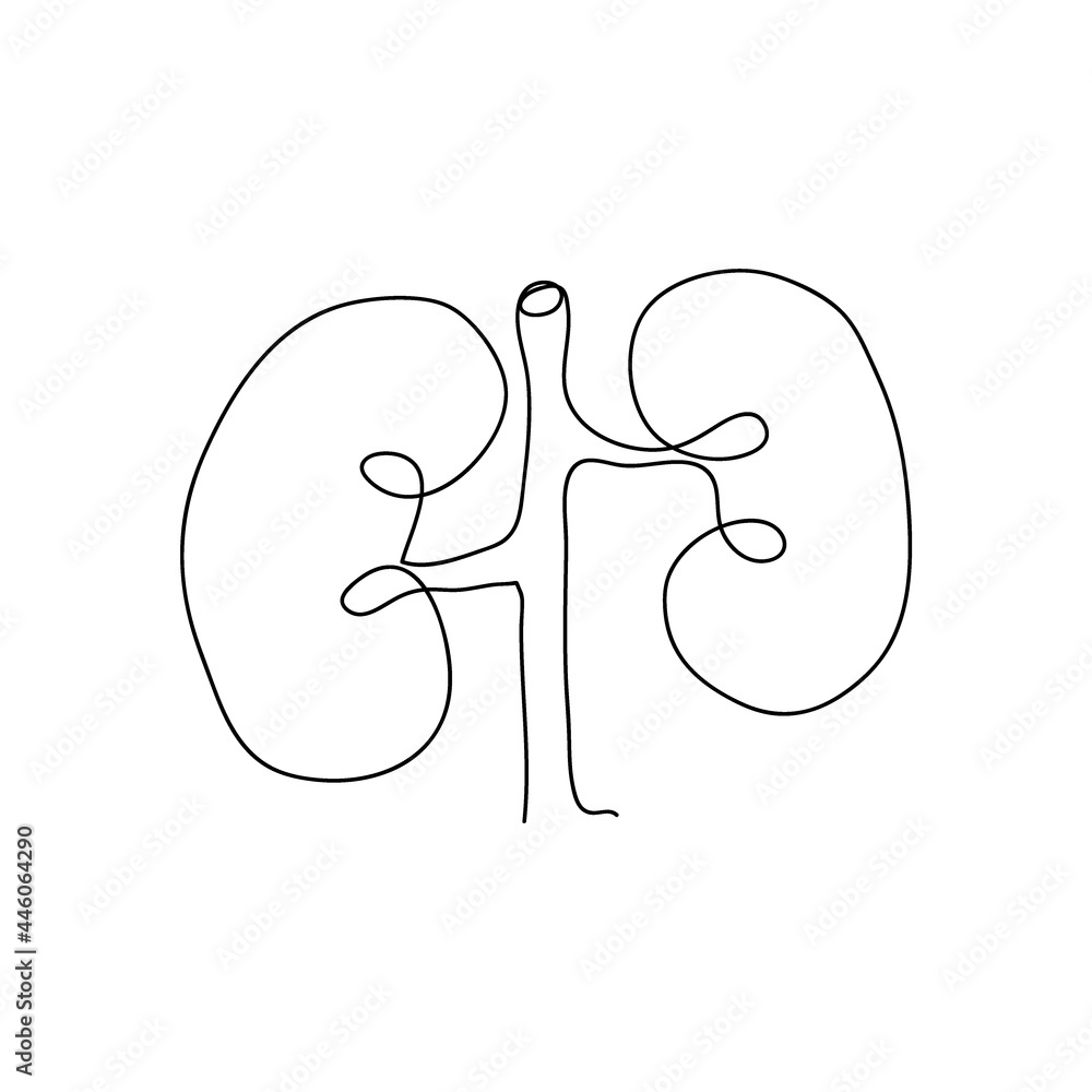 Premium Vector | Vector isolated illustration of kidney anatomy. human excretory  system icon.