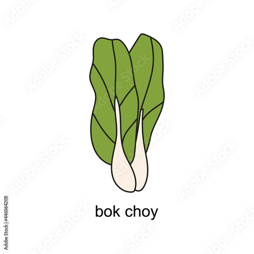 hand drawn doodle of salads with the title. bok choy. isolated vector illustration doodle on white background