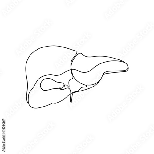 Human liver with gallbladder one line art. Continuous line drawing of human, internal, organs, gastrointestinal tract.