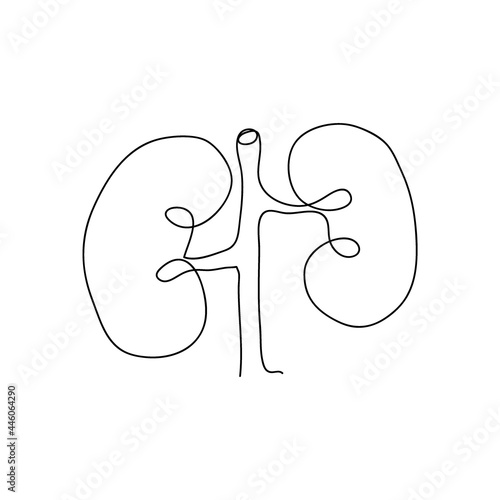 Human kidneys one line art. Continuous line drawing of human, internal, organs, kidneys, ureters, excretory system.