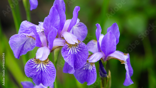 Irideae. Purple iris flowers are blooming in the garden. blue and purple flowers in the garden. macro photo, floral natural background. beautiful flowers close-up. blurred green background