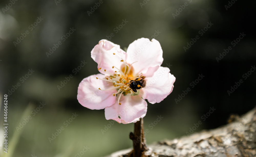lower of a peach tree, Prunus persica, of the genus Prunus and family Rosaceae. Highlights the green leaves and the texture of the stem. The fruit has antioxidant substances. lower of a peach tree, Prunus persica, of the genus Prunus and family Rosaceae. Highlights the green leaves and the texture of the stem. The fruit has antioxidant substances.