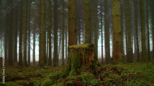 a tree stump in a wet forest