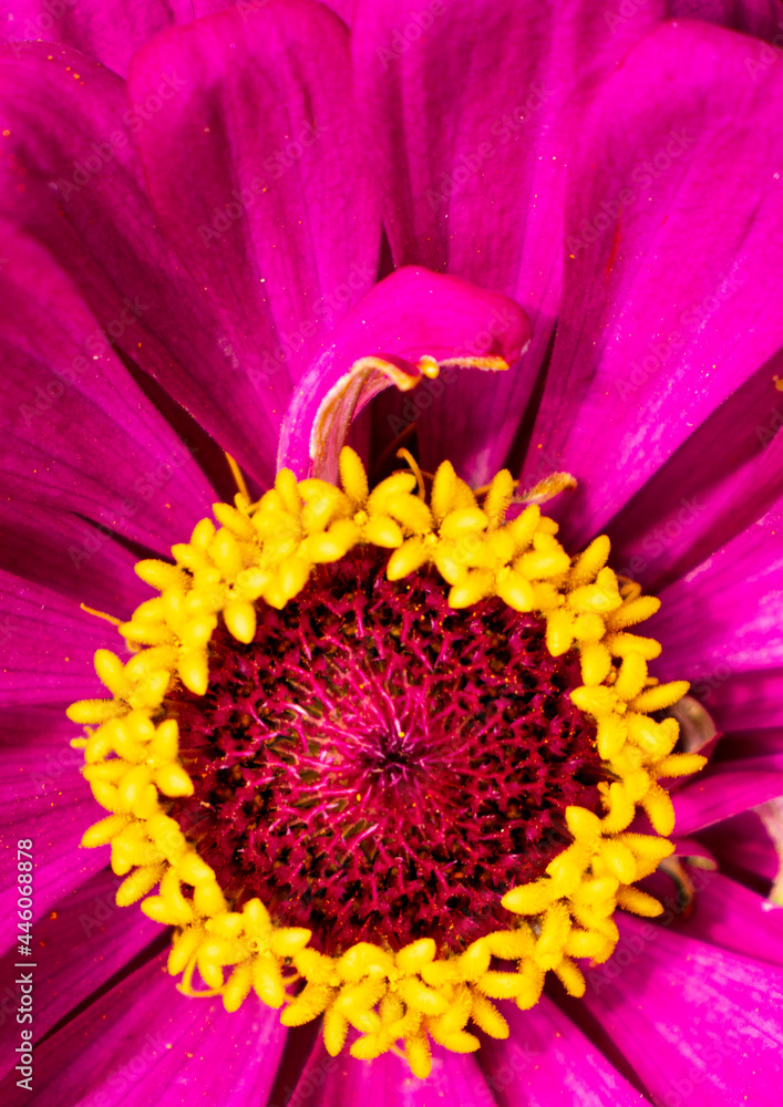 flower of fuchsia colored zinnia elegance close-up. square framing flower of fuchsia colored zinnia elegance close-up. square framing