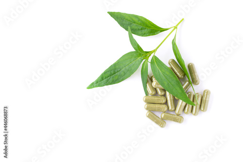 Fresh Andrographis paniculata leaf and powder herbal capsules isolated on white