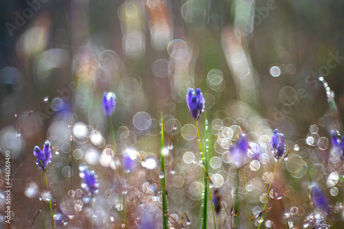 purple flowers with morning dew