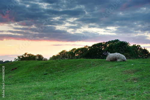 sheep on a hill