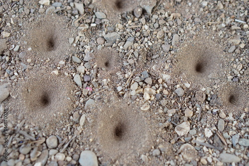 Holes of small insects, Ant lion's larva on the ground. Animal traps