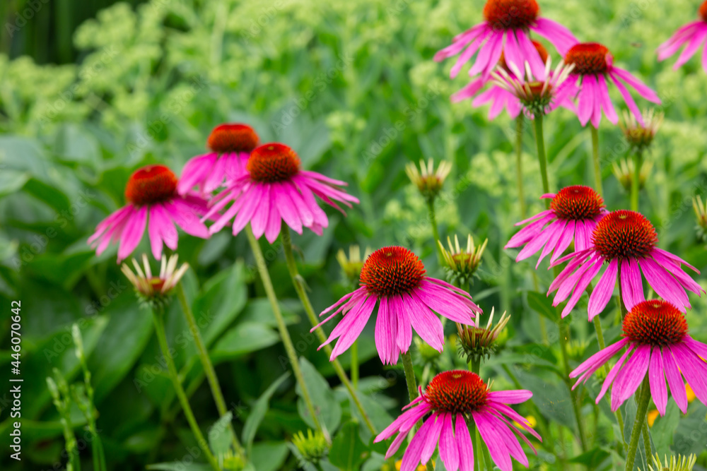 Fototapeta premium purple coneflowers (echinacea) in full bloom