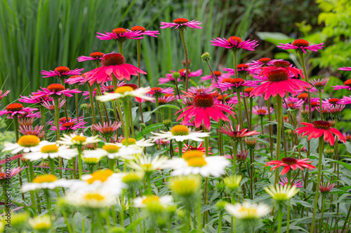 purple coneflowers (echinacea) in full bloom with white coneflowers in blurry foreground