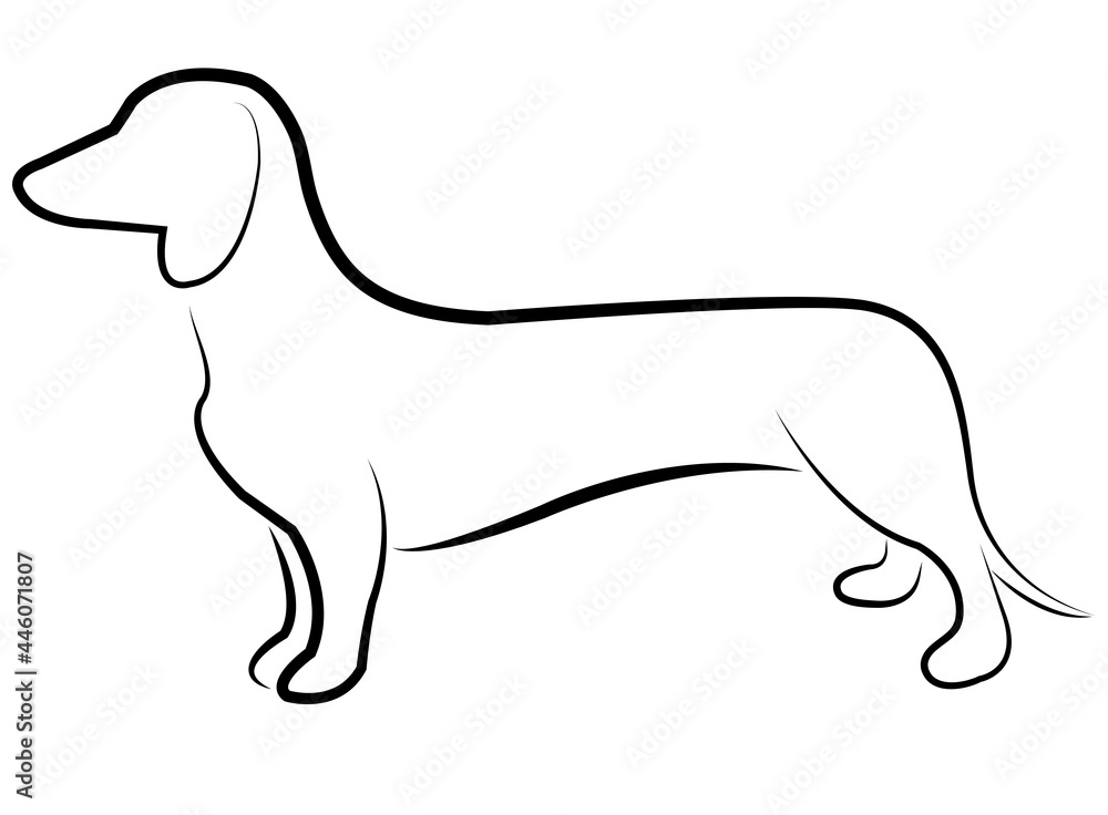 dachshund dog line art - vector
