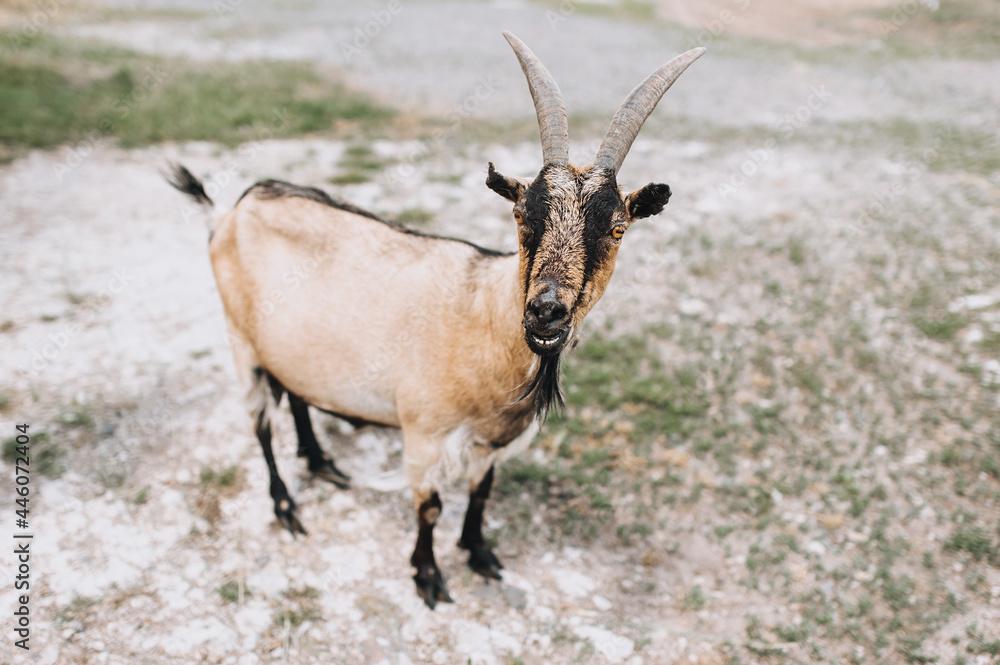 An adult, long-haired brown bearded, big-eyed goat stands in a pasture for an animal in the countryside. An adult, long-haired brown bearded, big-eyed goat stands in a pasture for an animal in the countryside.