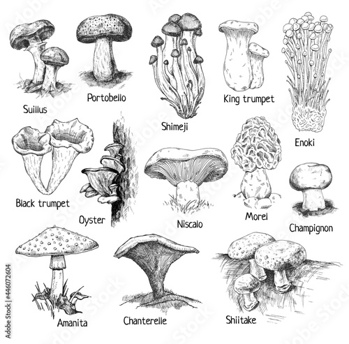 Valokuvatapetti Type different mushroom