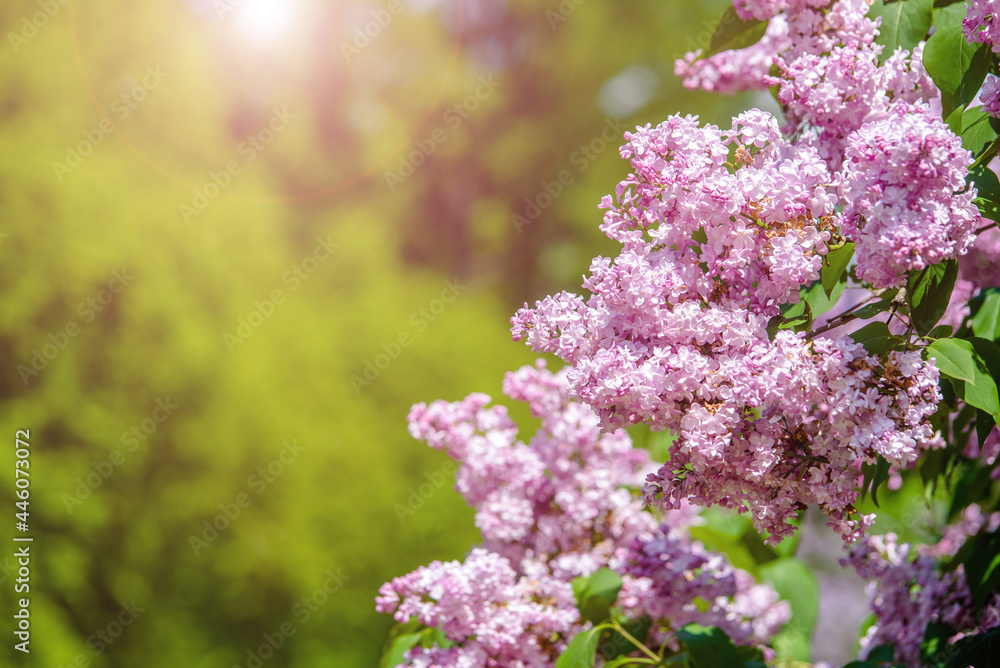 Obraz premium Pink lilac blooms in the Botanical garden 