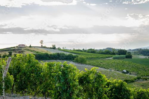 vineyards in Monferrato Piedmont Italy