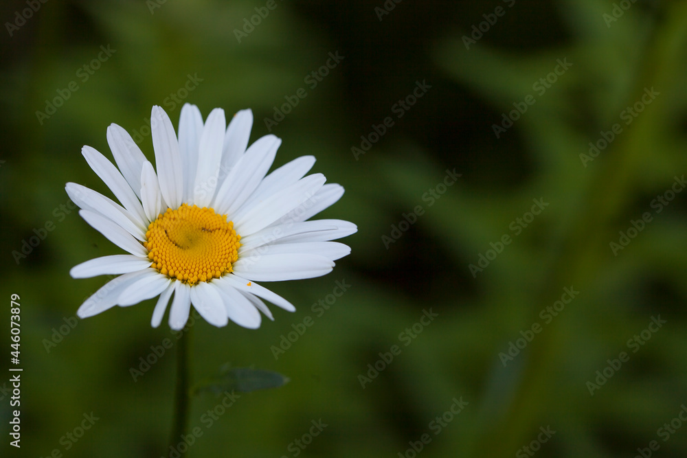 Chamomile flowers on green background in sunlight Chamomile flowers on green background in sunlight