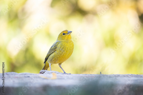 Canario da terra, sicalis flaveola. The land canary Scalis flaveola, is also known as the vegetable garden canary