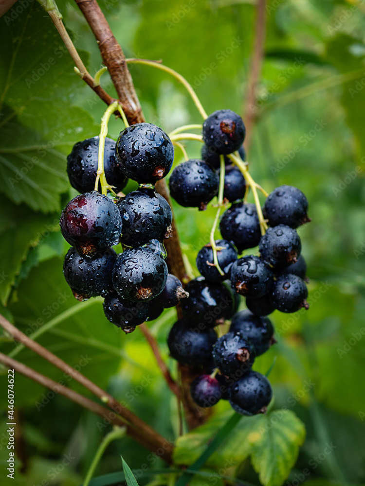 Bunches of black currant berries close-up for the label. Bunches of black currant berries close-up for the label.