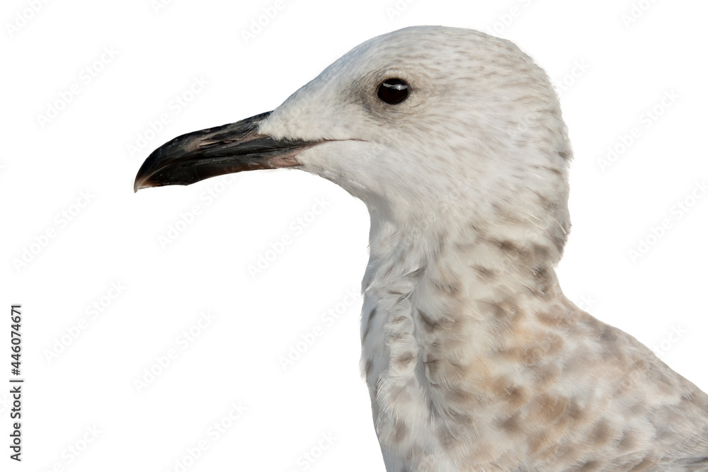 seagull portrait isolated on white background seagull portrait isolated on white background