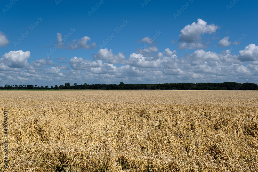 Agricultue, Flevoland Province, The Netherlands