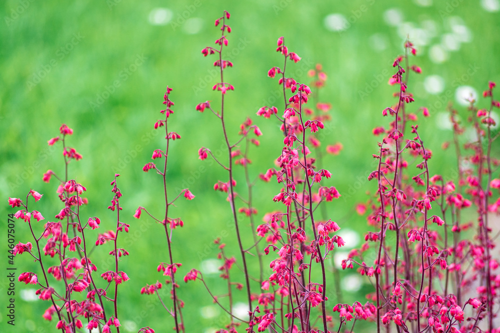 Bright pink tiny flowers of Heuchera or Coral Bells on its stalks against green grass background in early summer 1 Bright pink tiny flowers of Heuchera or Coral Bells on its stalks against green grass background in early summer 1