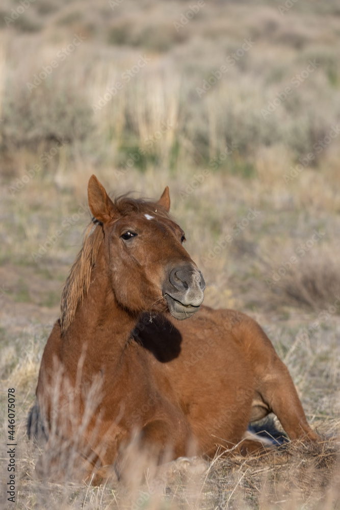 Fototapeta premium Beautiful Wild Horse in the Utah Desert