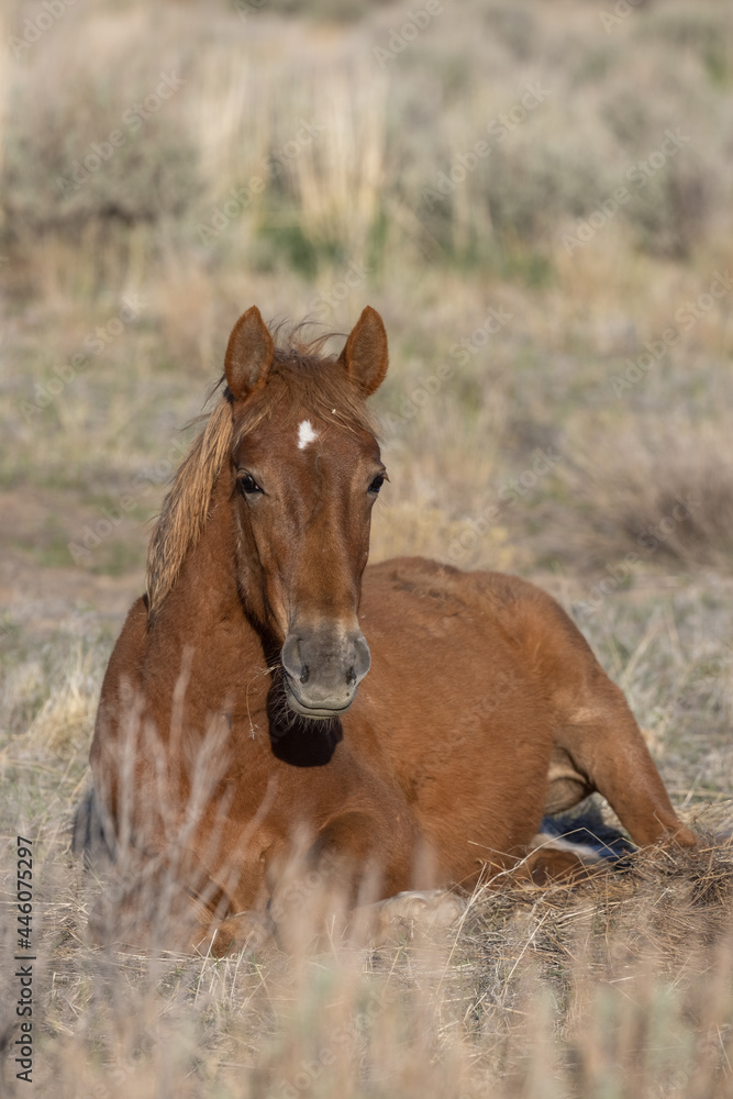 Beautiful Wild Horse in the Utah Desert Beautiful Wild Horse in the Utah Desert