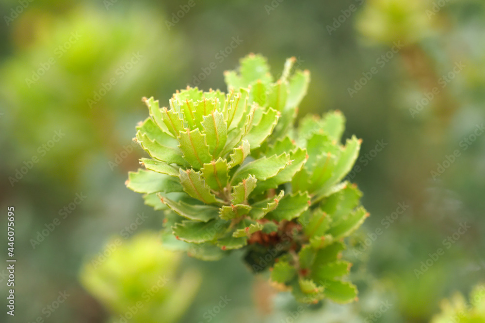 Young shoots with blossoming leaves of herbal oak or Quercus agrifolia Young shoots with blossoming leaves of herbal oak or Quercus agrifolia