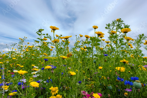 Canvas-taulu biological agricultue, Flevoland Province, The netherlands