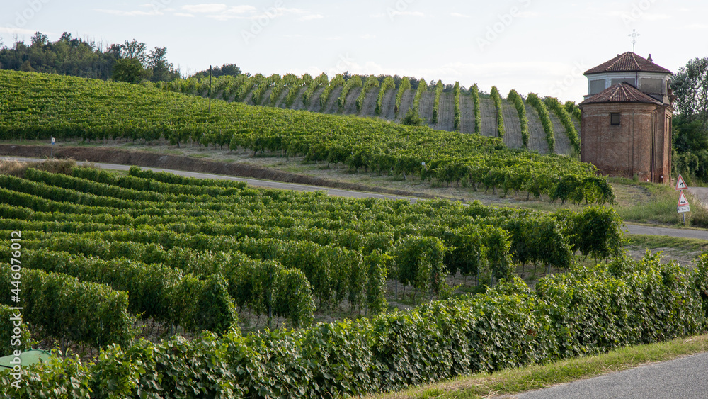 vineyards in Monferrato Piedmont Italy vineyards in Monferrato Piedmont Italy