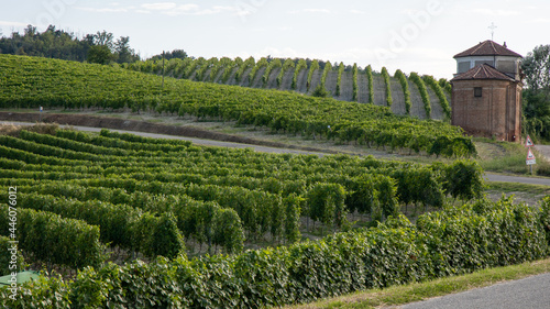 vineyards in Monferrato Piedmont Italy