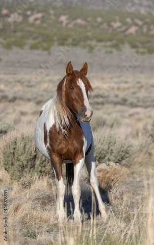 Beautiful Wild Horse in the Utah Desert