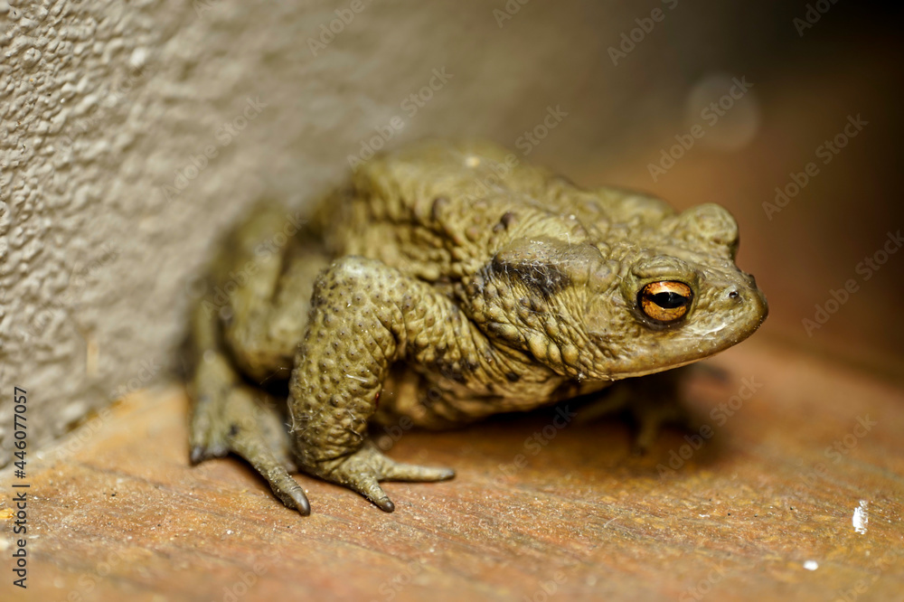 Fototapeta premium Eine Nahaufnahme einer auf der Terrasse sitzenden Erdkröte, Bufo Bufo. 