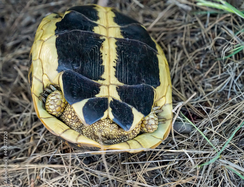 Nahaufnahme, Detailaufnahme einer griechische Landschildkröte