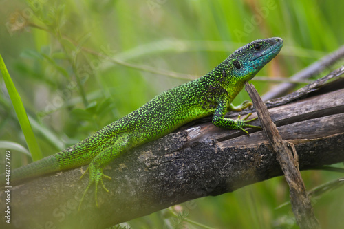 Ramarro (Lacerta bilineata) maschio su tronco in termoregolazione
