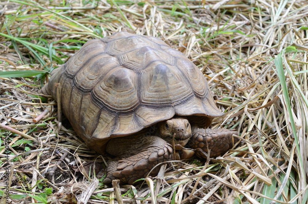 Two feet long brown tortoise (Testudinidae) head and neck retracted into its shell. close-ups Two feet long brown tortoise (Testudinidae) head and neck retracted into its shell. close-ups