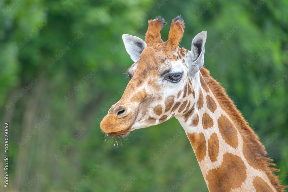 Cute giraffe portrait. Zoom close up photography. Cute giraffe portrait. Zoom close up photography.