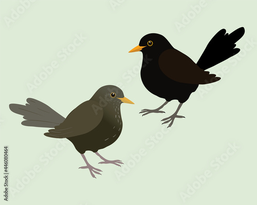 
An illustration of two blackbirds. It's a male and a female bird and the background is pale green. The bird are cut out.
